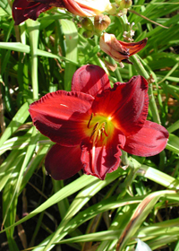 Hemerocallis 'Red'                      